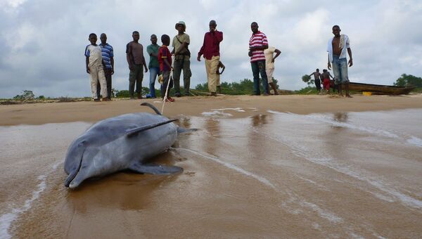 Дельфин-горбун, запутавшийся в сети и выброшенный на берег Камеруна