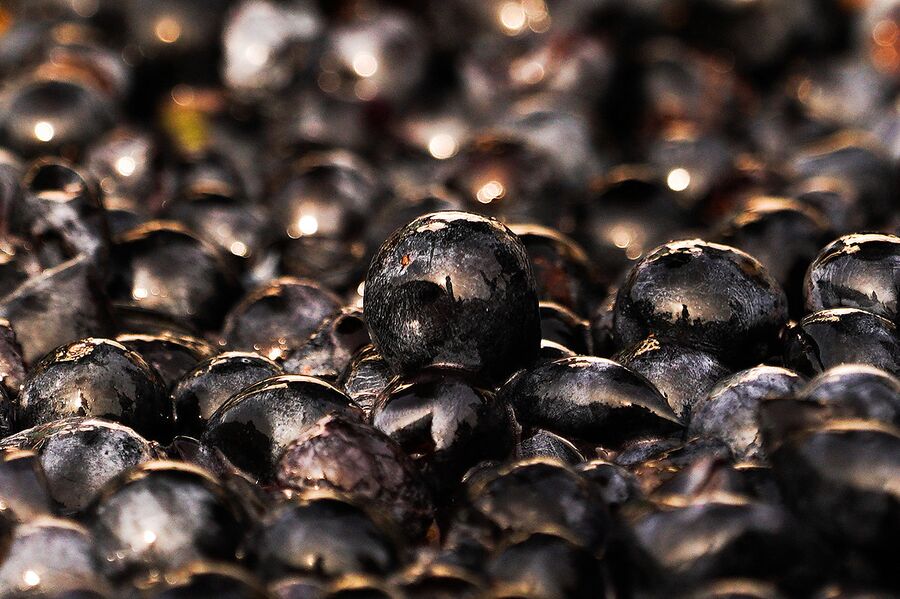Переработка винограда на винодельческом предприятии Массандра в Крыму
