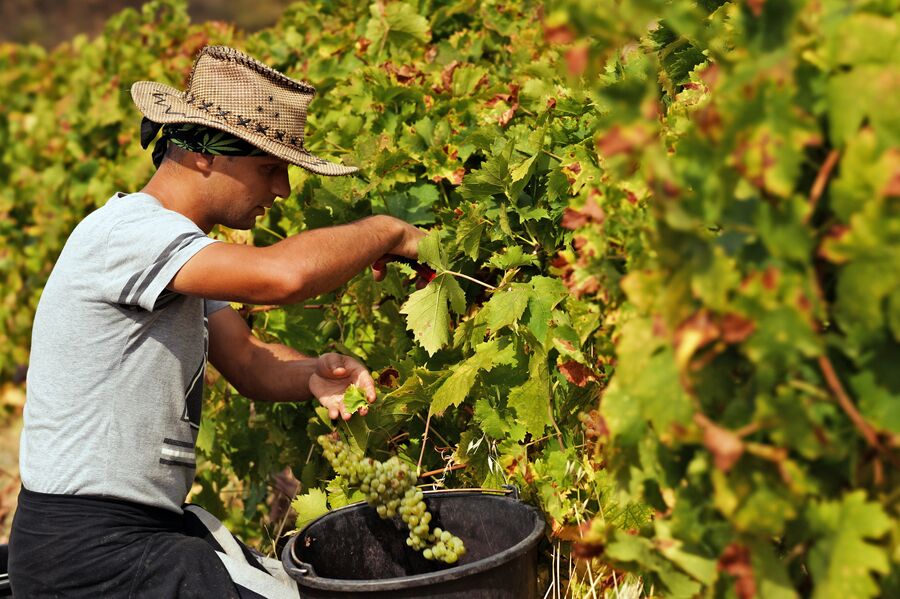 Трудовые туристы собирают урожай на виноградниках ФГУП ПАО Массандра
