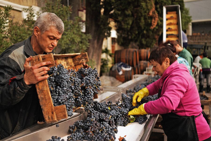 Переработка винограда на винодельческом предприятии Массандра в Крыму