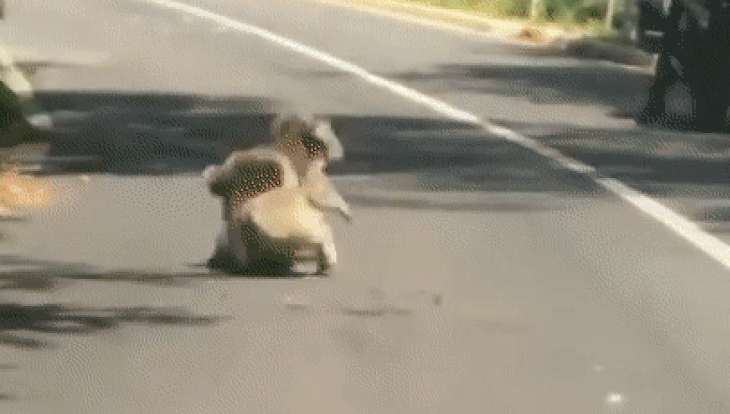 Драка двух коал посреди шоссе попала на видео
