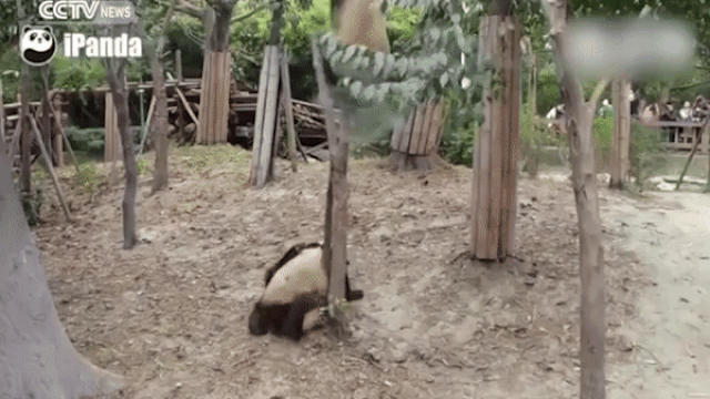 Панда упала gif