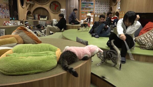 Антистрессовое кафе в Токио: дружелюбные кошки и отзывчивый персонал