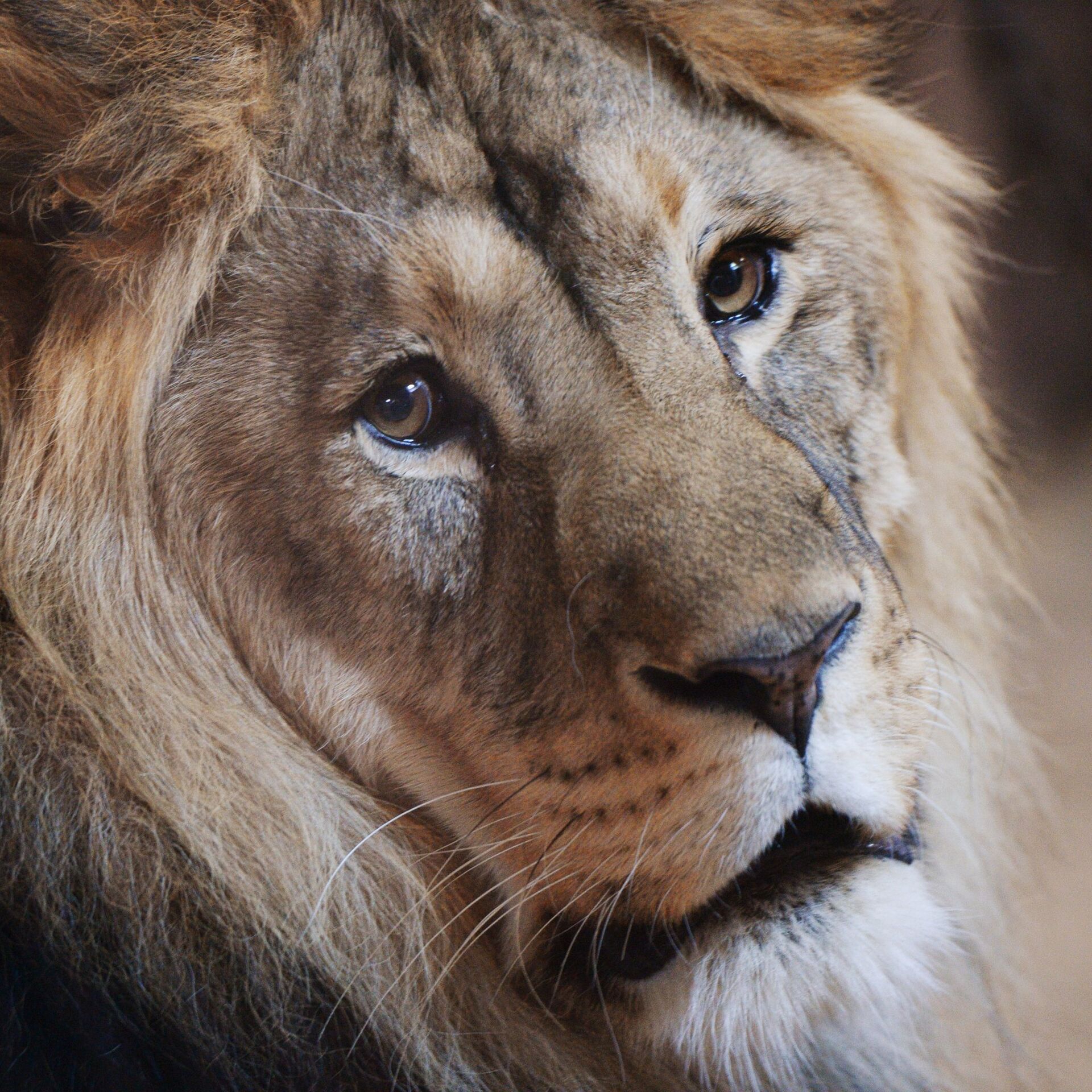 В Южной Африке туристы расстреливают львов за деньги - РИА Новости,  01.11.2018