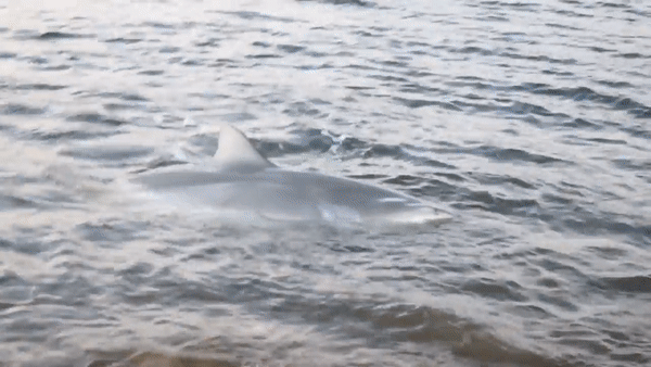 Австралийские рыбаки поймали трехметровую акулу