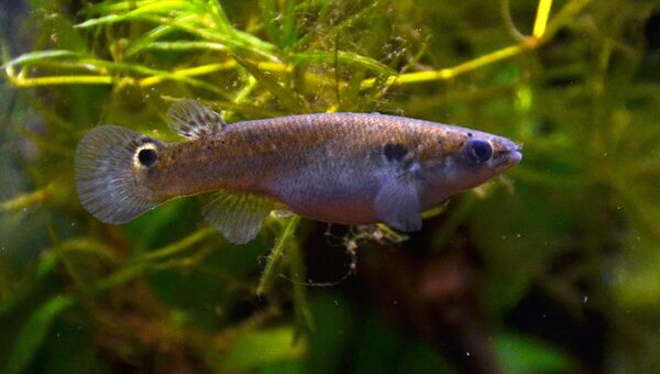 Рыбка-ривулус, размножающаяся путем непорочного зачатия