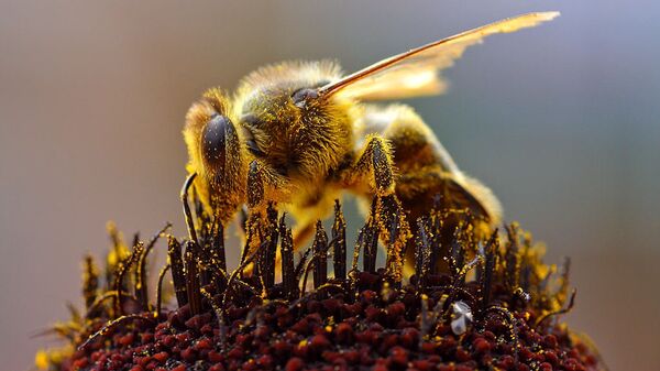 Пчела, собирающая пыльцу