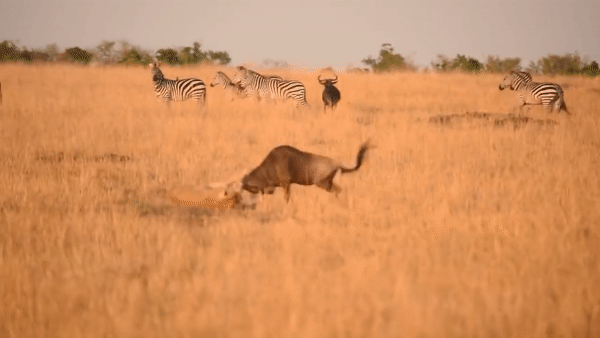 Схватка львицы и антилопы