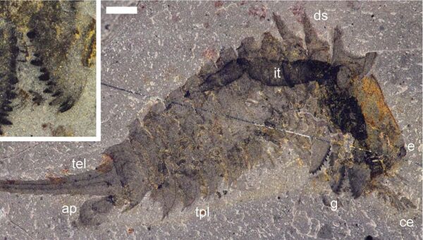 Отпечаток тела Habelia optata, крайне причудливого предка пауков, скорпионов и клещей