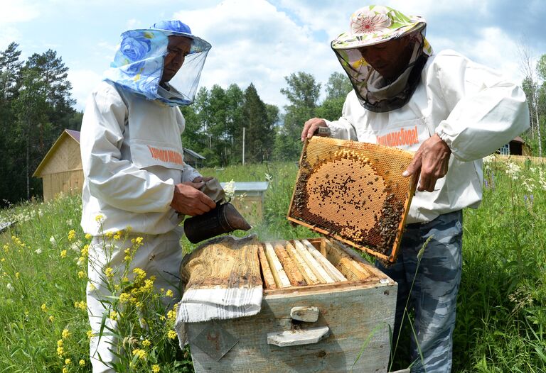 Работа с пчелами в рамочном улье на пасеке