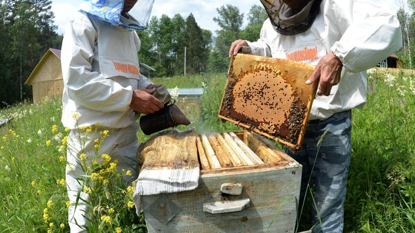 Работа с пчелами в рамочном улье на пасеке