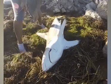 Акула едва не откусила руку американцу, который пытался ее спасти