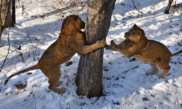 Полуторагодовалые африканские львы, которых привезли из крымского парка львов Тайган, осваивают новую территорию в Приморском сафари-парке во Владивостоке