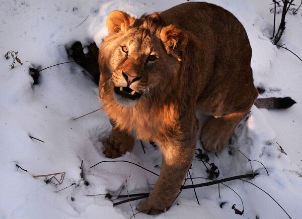 Один их четырех полуторагодовалых африканских львов, которых привезли из крымского парка львов Тайган, осваивает новую территорию в Приморском сафари-парке во Владивостоке
