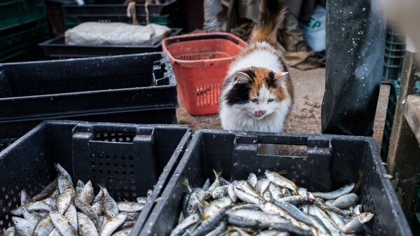 Кот у корзин с рыбой во время прибрежного лова черноморской рыбы в Севастополе