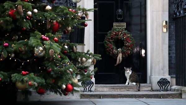 Кот Ларри сидит возле рождественской елки на Даунинг-стрит в Лондоне. Архивное фото