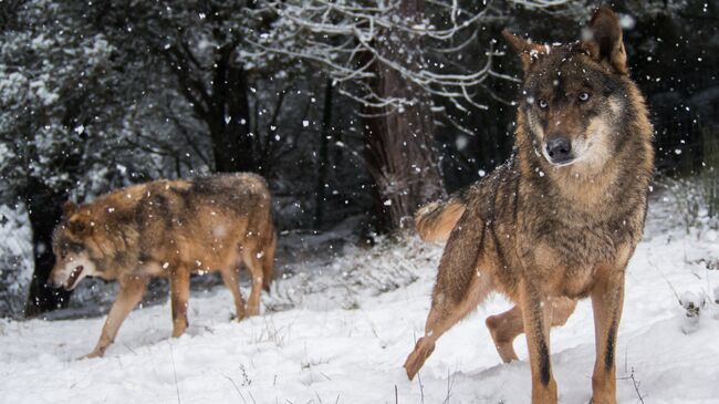 Волки в зимнем лесу. Архивное фото