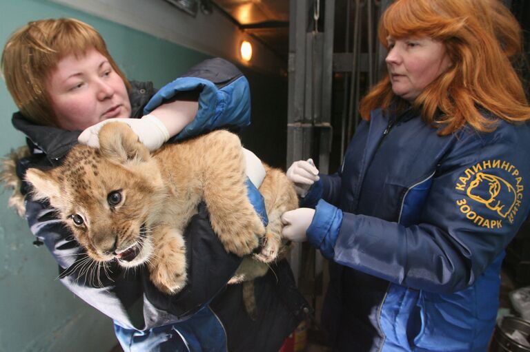 Четыре львенка родились в Калининградском зоопарке. 25 марта 2009