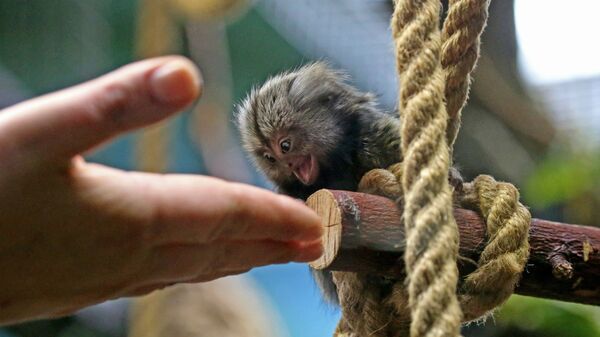 Детеныш игрунковой обезьянки в тропическом доме Калининградского зоопарка