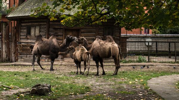 Двугорбые верблюды в Калининградском зоопарке. Архивное фото