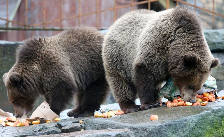 Бурые медведи в Калининградском зоопарке
