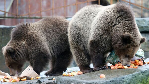 Бурые медведи в Калининградском зоопарке