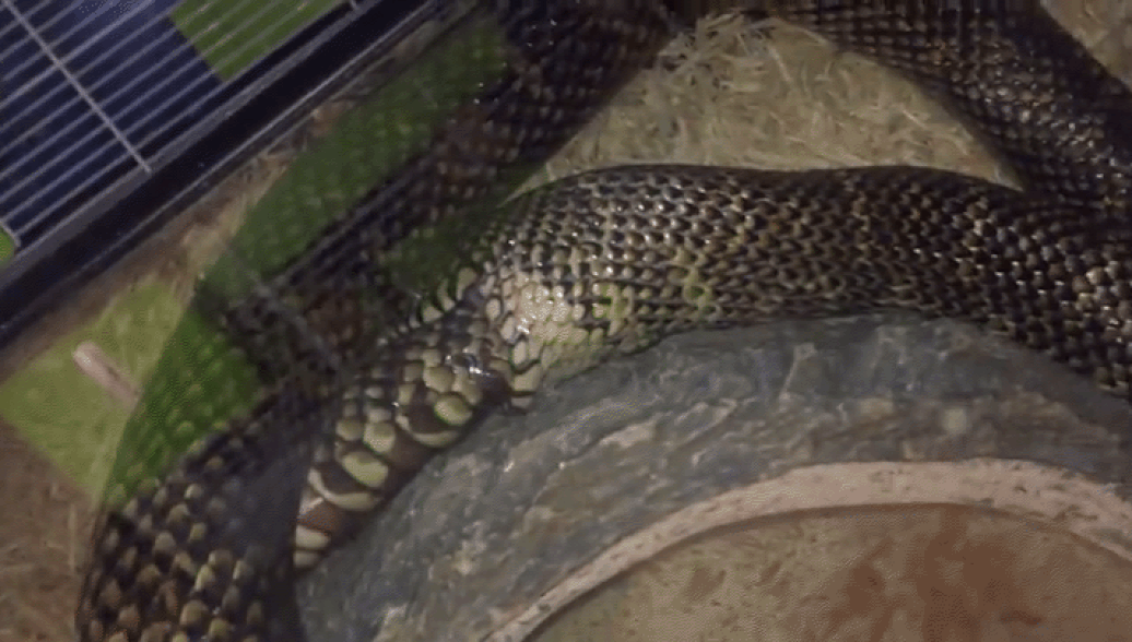 Змея пожирает саму себя