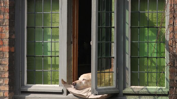 Собака греется на солнце в Бельгии. Архивное фото