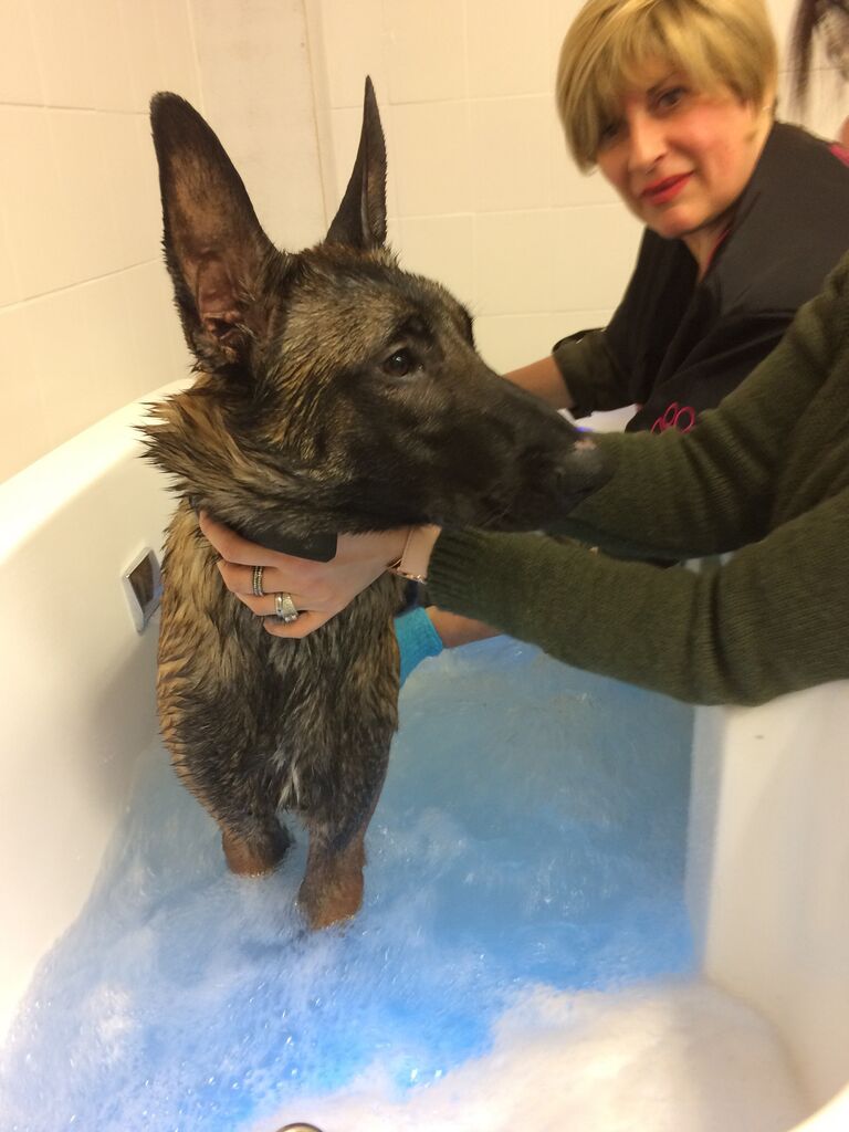 Оздоровительный центр для собак в Бельгии Оздоровительный центр для собак в Бельгии