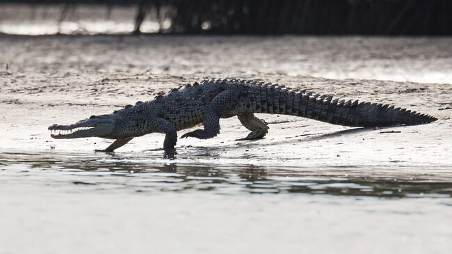 Центральноамериканский крокодил в Мексике. Архивное фото