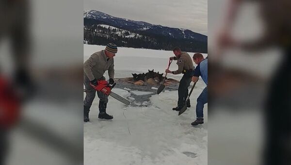 Мужчины топором, лопатой и бензопилой прорубали путь застрявшим во льдах лосям
