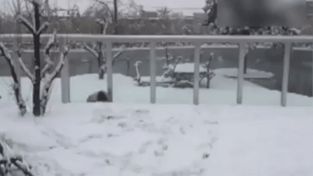 Обрадовавшаяся первому снегу панда покорила пользователей сети