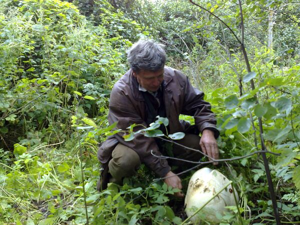 Полуметровый гриб вырос на усадьбе новгородца  