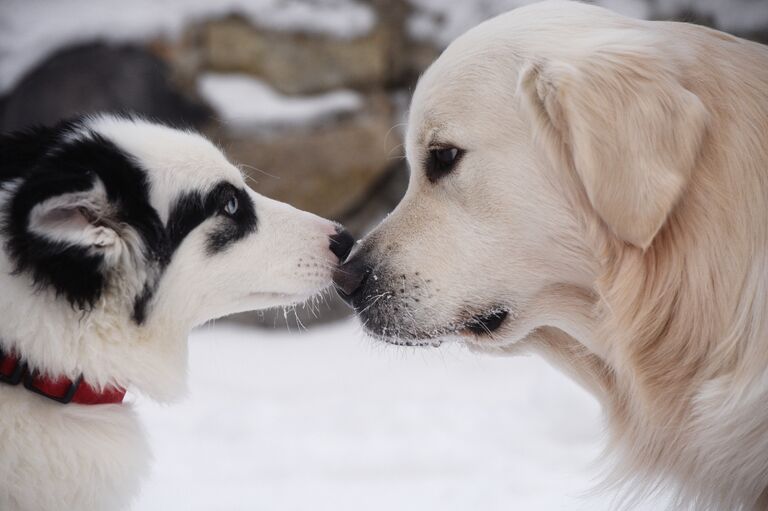 Собаки участников гонок на собачьих упряжках во время соревнований по ездовому спорту в Новосибирске Собаки участников гонок на собачьих упряжках во время соревнований по ездовому спорту в Новосибирске