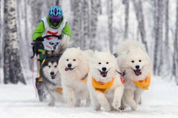 Участник заезда на собачьих упряжках в соревнованиях по ездовому спорту в Новосибирске