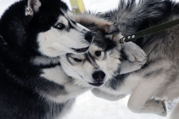 Собаки участников гонок на собачьих упряжках во время соревнований по ездовому спорту в Новосибирске