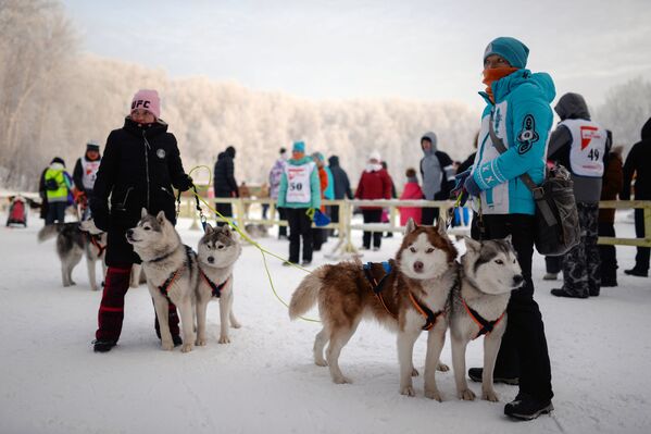 Участники заезда на собачьих упряжках в соревнованиях по ездовому спорту в Новосибирске