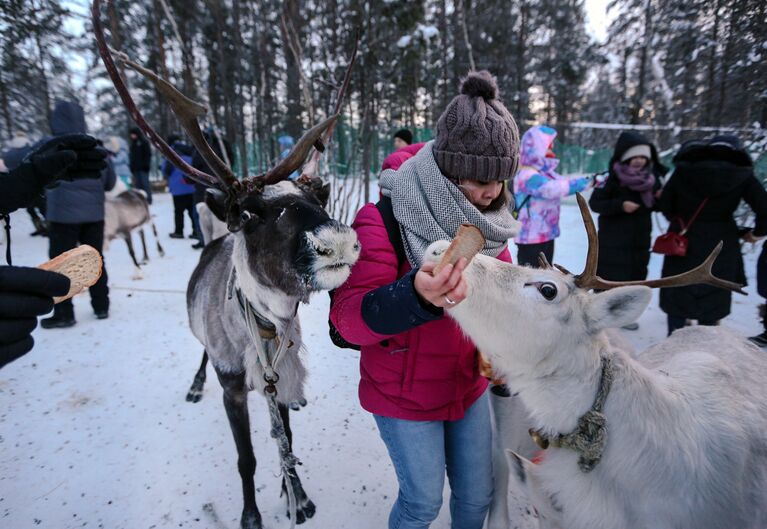 Китайские туристы с оленями в саамской деревне Самь-Сыйт в поселке Ловозеро Мурманской области