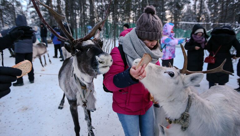 Китайские туристы с оленями в саамской деревне Самь-Сыйт в поселке Ловозеро Мурманской области