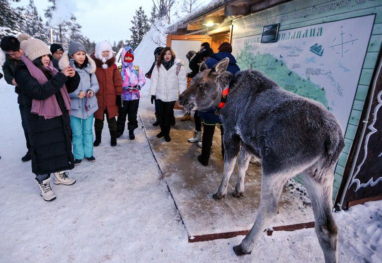 Китайские туристы и лосенок в саамской деревне Самь-Сыйт в поселке Ловозеро Мурманской области