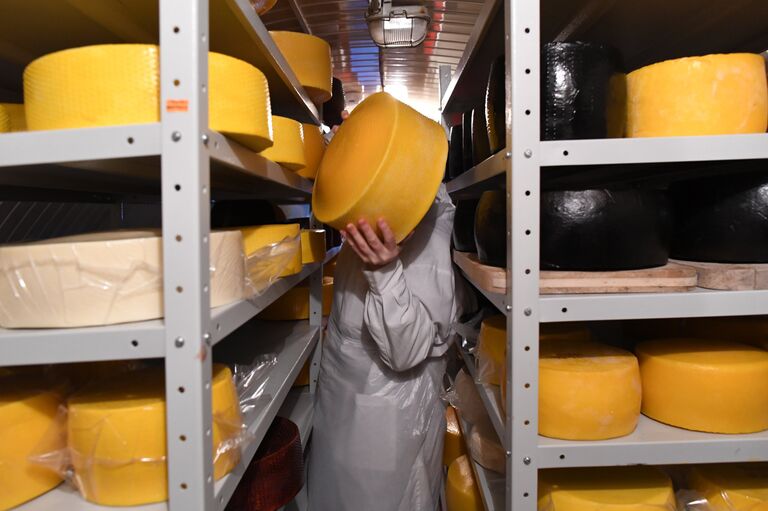 Изготовление сыра в молочном цехе Свято-Никольского Черноостровского женского монастыря в Калужской области