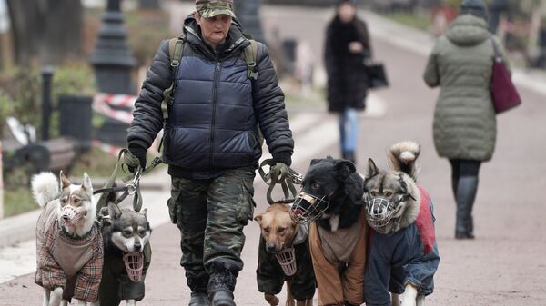 Женщина выгуливает собак на улице в Москве. Архвиное фото