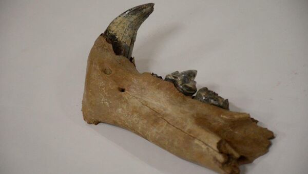 Останки древнего существа, обнаруженные в забое Моховского угольного разреза