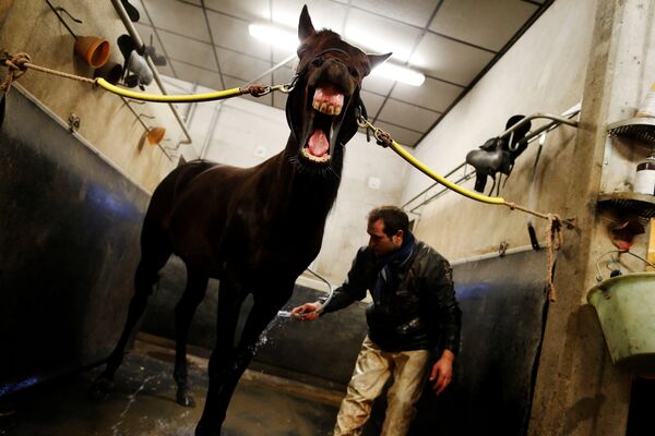 Французский жокей Hugues Monthule моет лошадь Bold Eagle, победительницу Prix d'Amerique, перед тренировкой в Ле Мениль-Берар