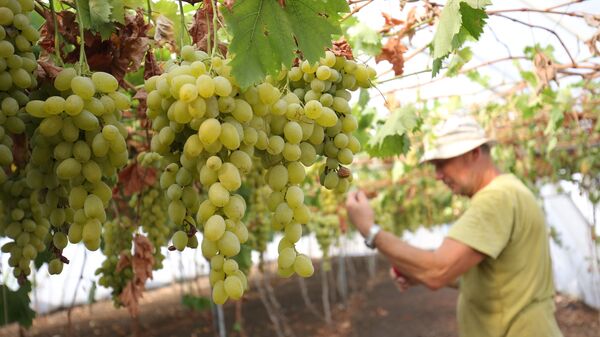 Урожай винограда в крестьянско-фермерском хозяйстве в Краснодарском крае