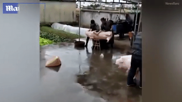 В Китае свинья напала на мясников, спасая собрата