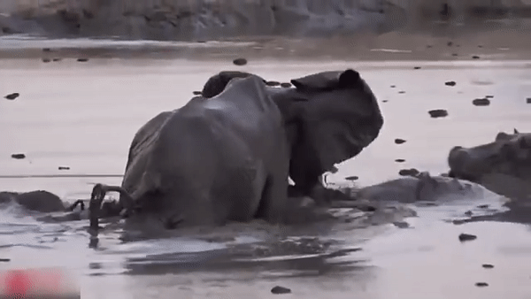 Слониха напала на бегемотов, защищая детеныша