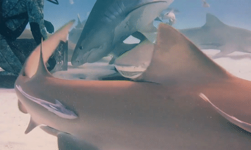 Дайверы покормили с рук беременную тигровую акулу