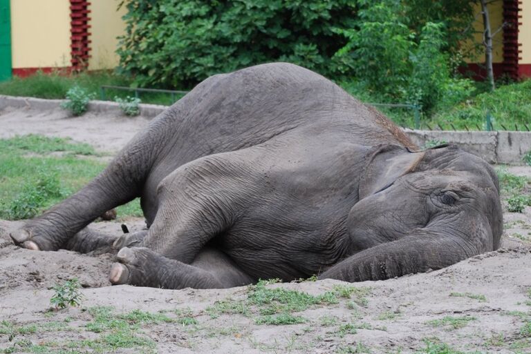 Спящий слон