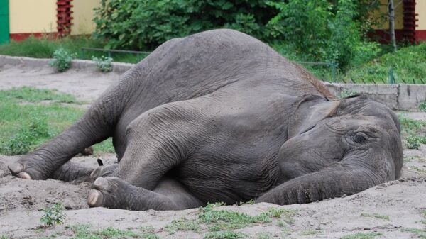 Спящий слон